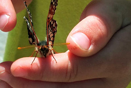 A girl holding a butterfly in her hand.